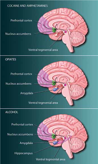 A central group of structures is common to the actions of all drugs.