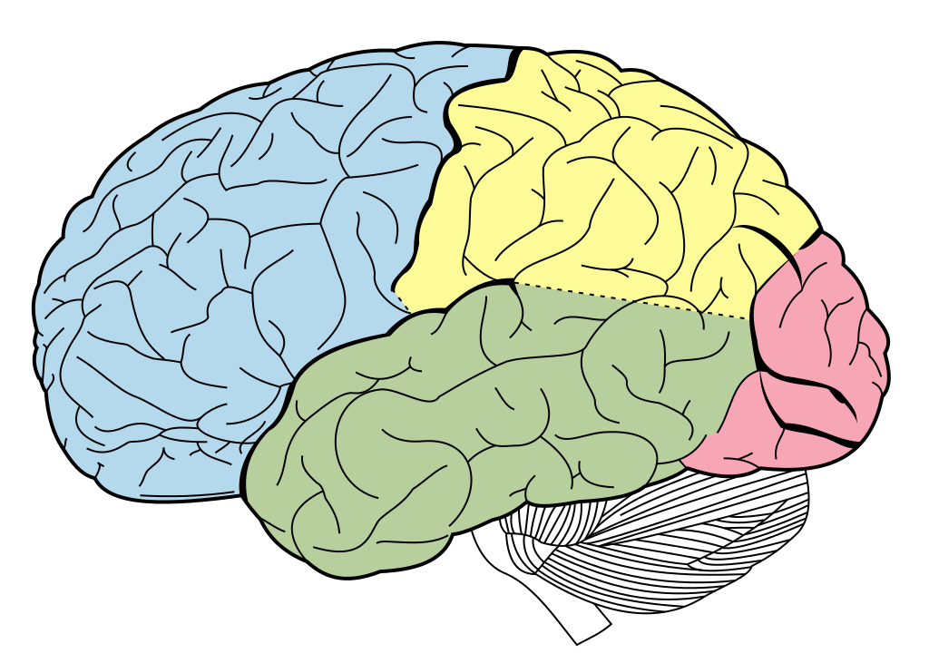 cerebrum