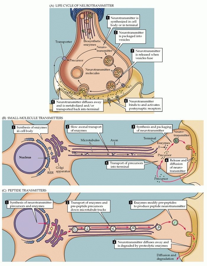 The synthesis, packaging, secretion, and removal of neurotransmitters