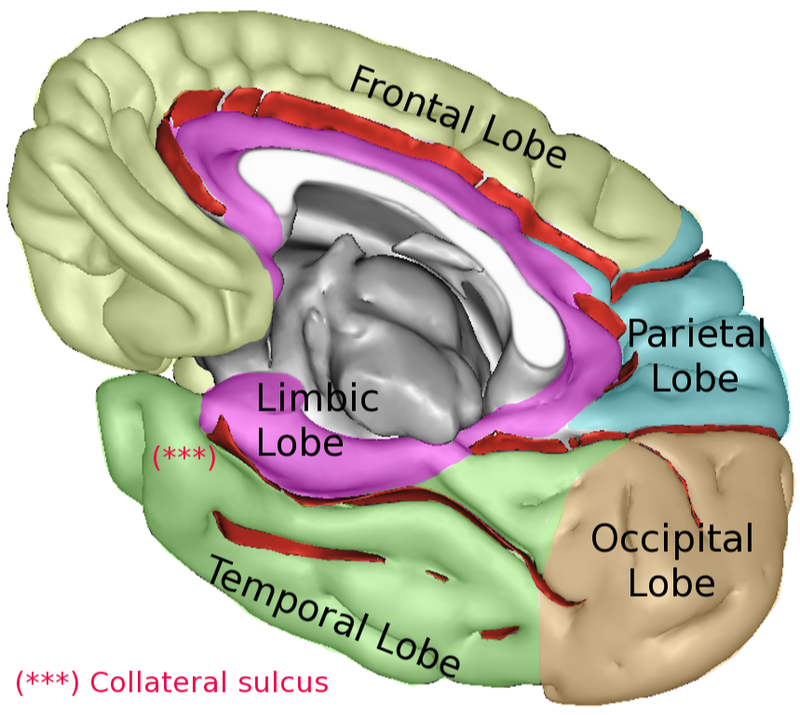 Brain lobes, main sulci and boundaries