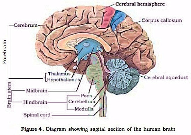 Diagram showing sagital section of the human brain