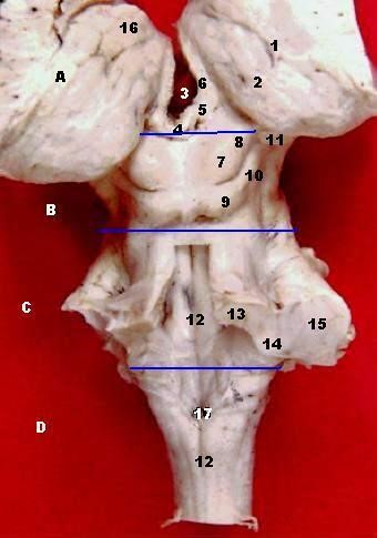 Human brainstem and thalamus – posterior view