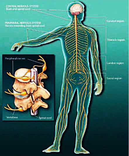 The nervous system 