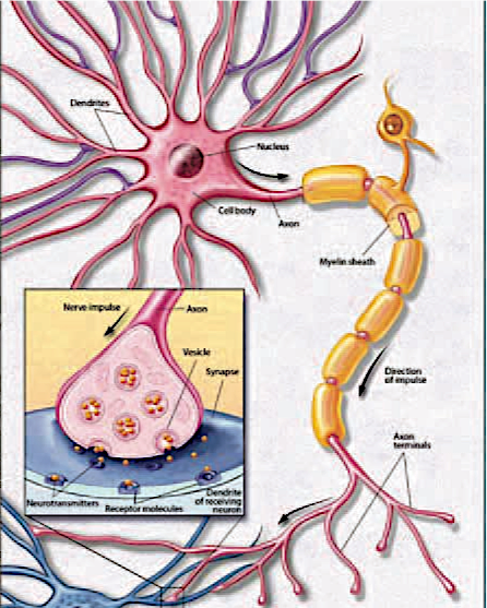 Neurons