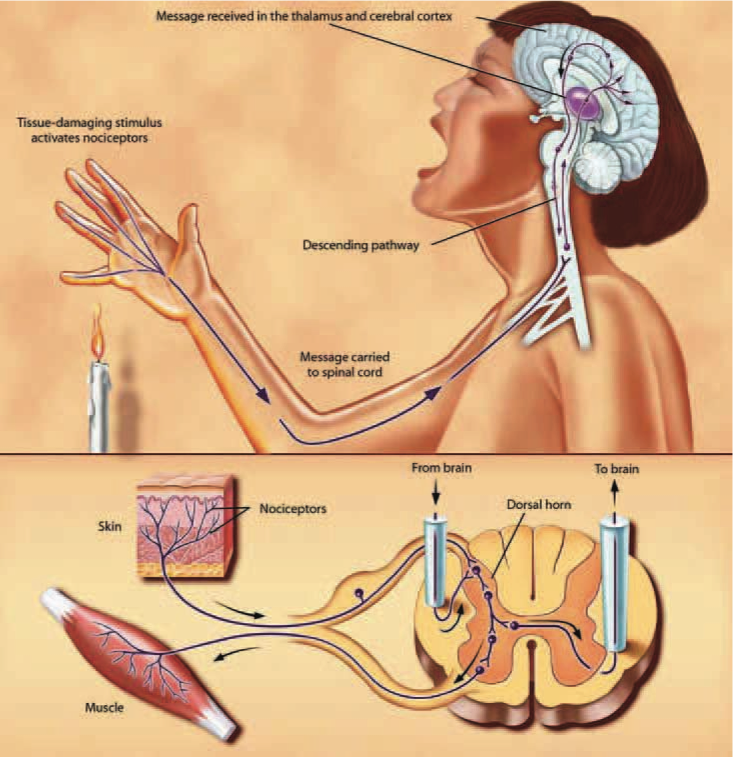 Pain messages