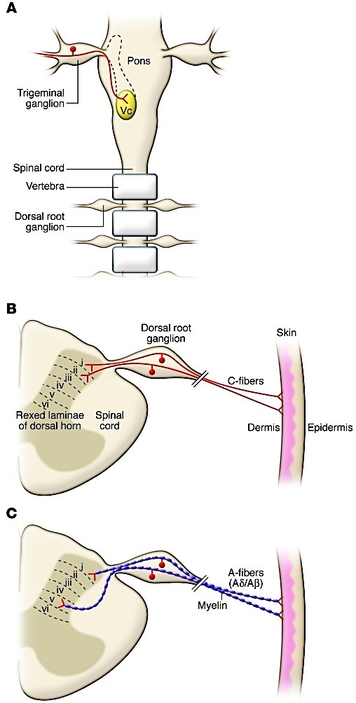  Anatomy of nociceptors