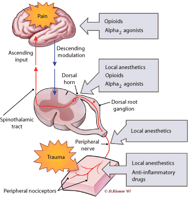  Anatomy of nociceptors