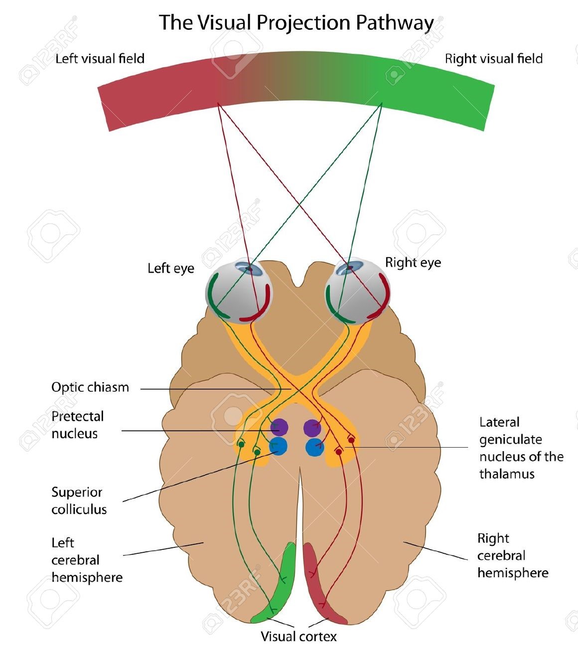 visual cortex