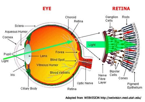 Eye anatomy