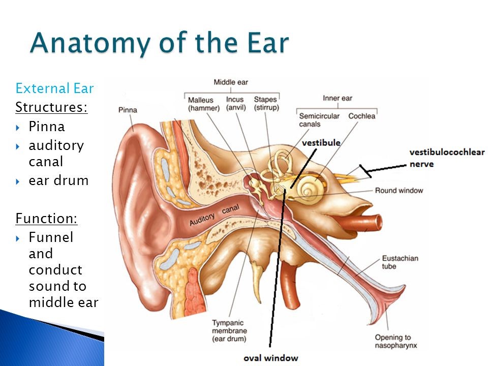 ear