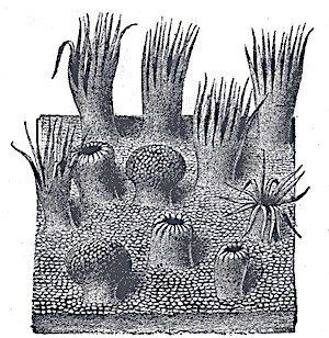 mucous membrane of the tongue