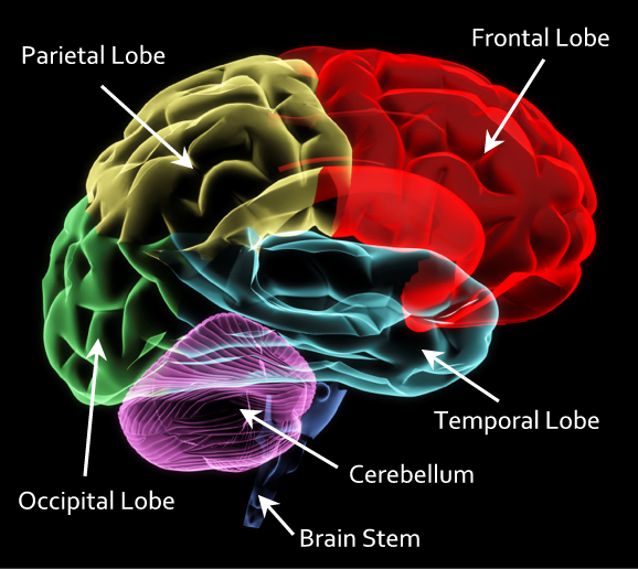 Lobes (2)