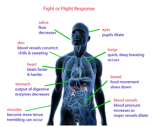 Fight or Flight Response 