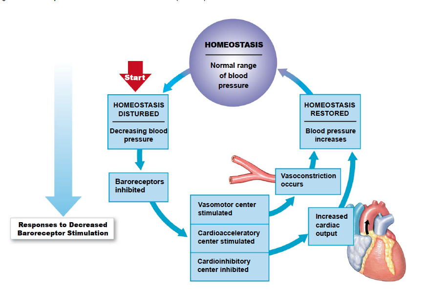 homeostasis