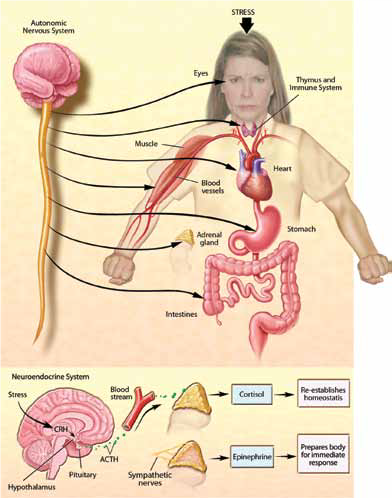 Autonomic Nervous System 