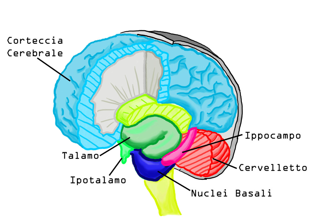 Esquema Corte cerebral