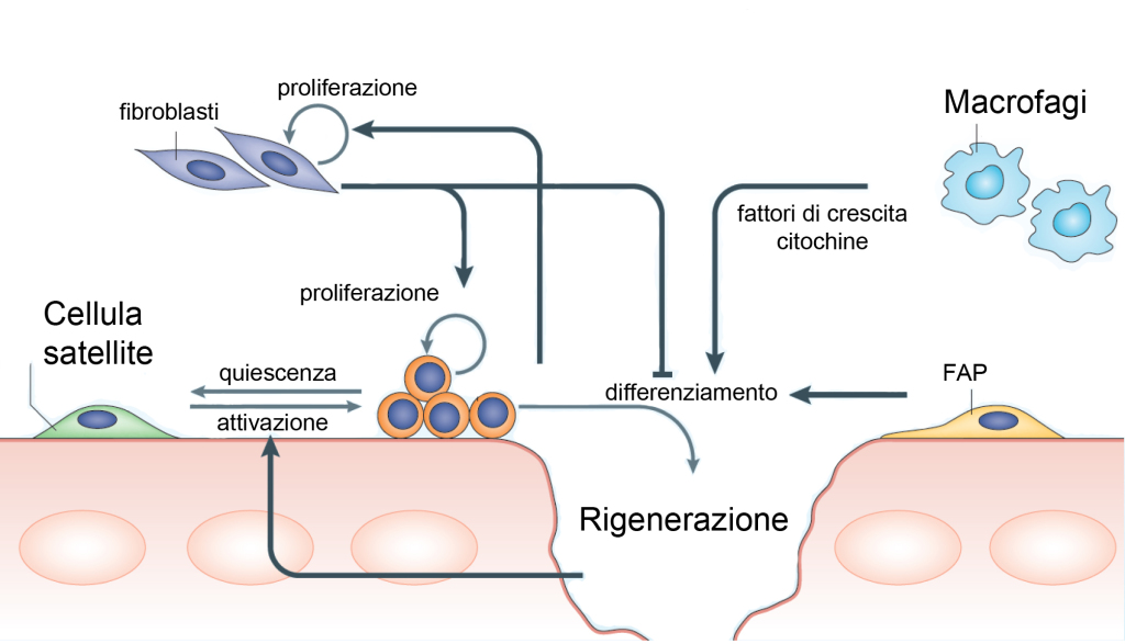 schema rappresentativo delle cellule